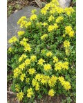 Очиток цветоносный Вейхенстефанер Голд | Очиток квітконосний Вейхенстефанер Голд | Sedum floriferum Weihenstephaner Gold